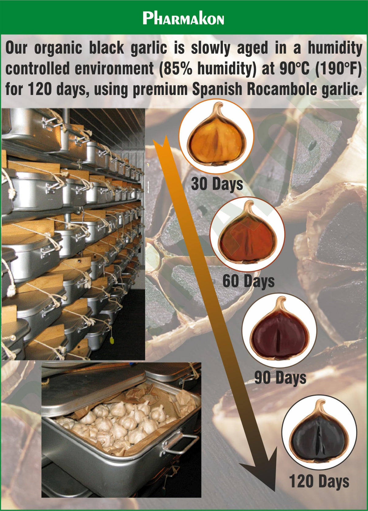 Black Garlic Capsules U47903