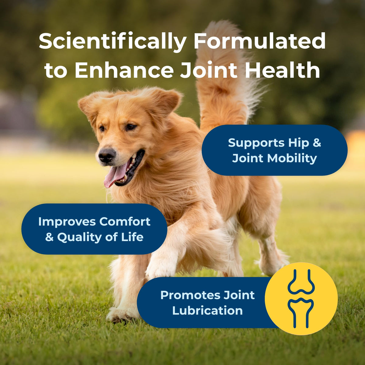 Joint Health & Mobility Soft Chews for Dogs 45 Count K192716